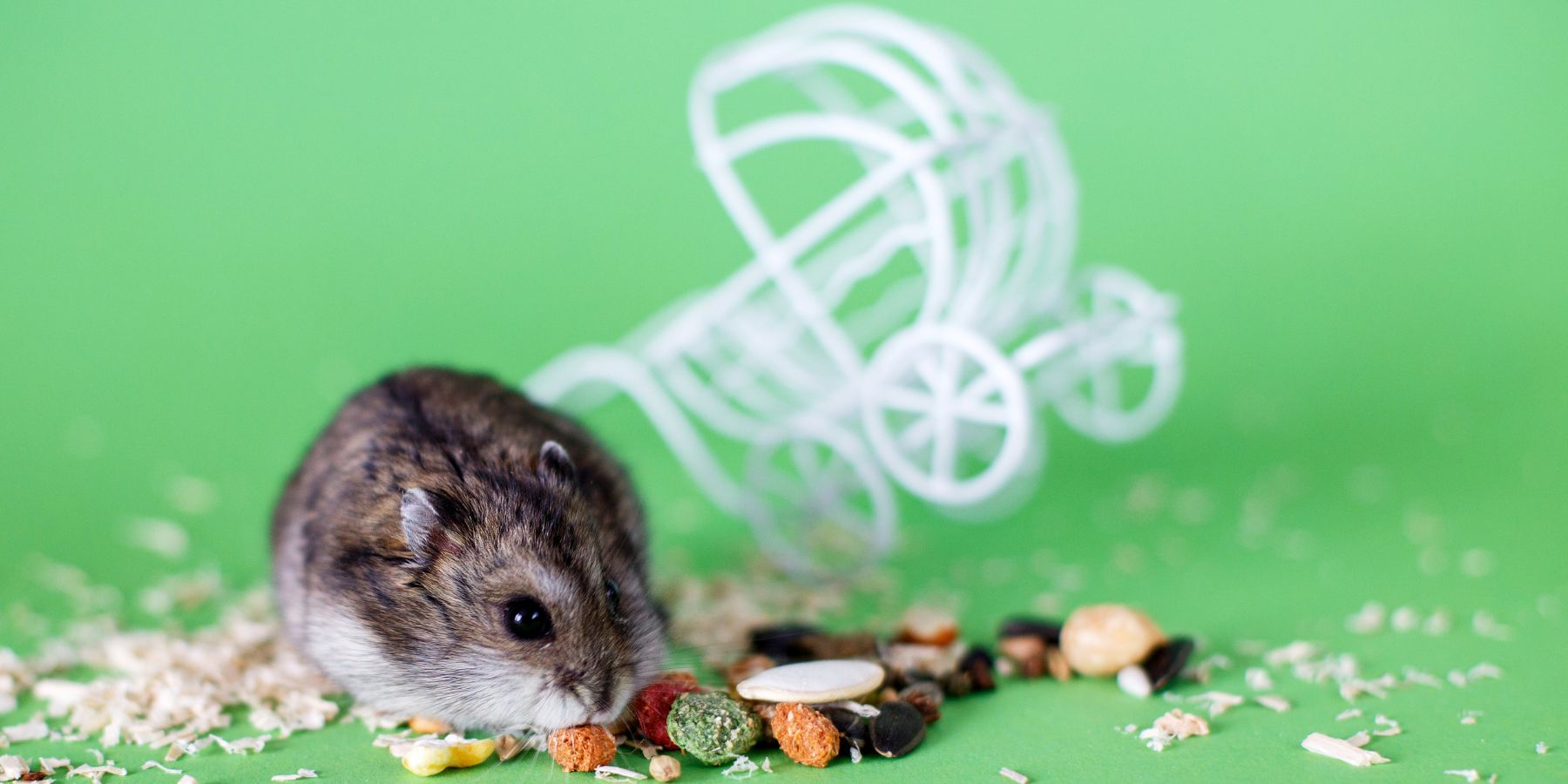 The Importance of Exercise for Hamsters